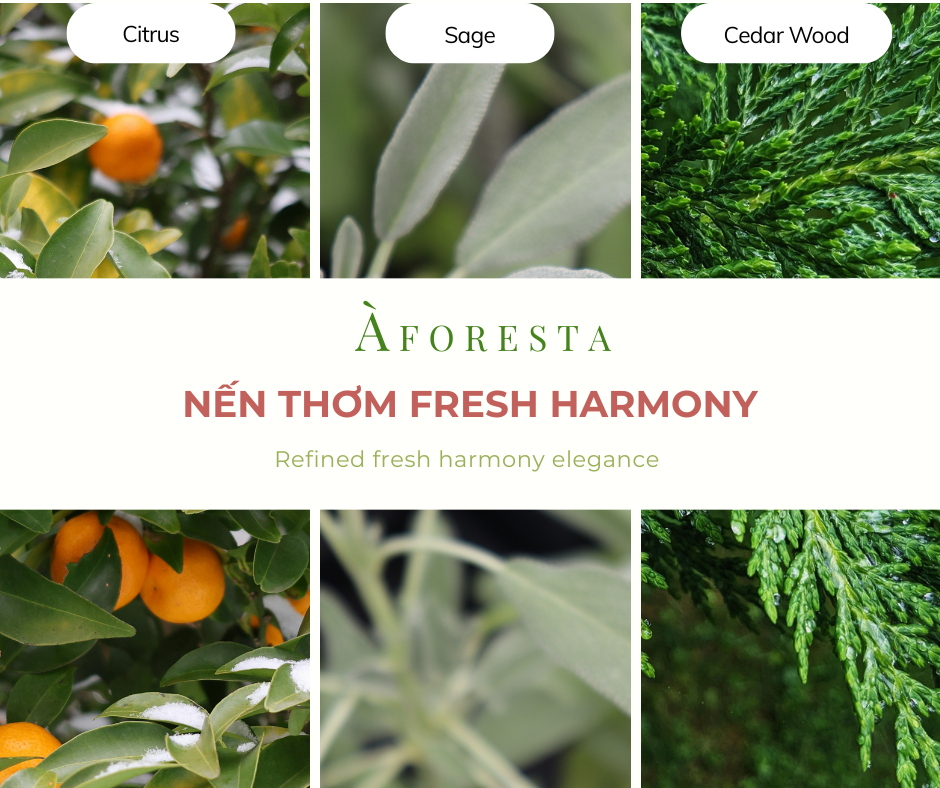 Nến Thơm Cao Cấp À FORESTA mini 50g – Hương Gỗ tươi Fresh Harmony-Thơm phòng, thư giãn, quà tặng.